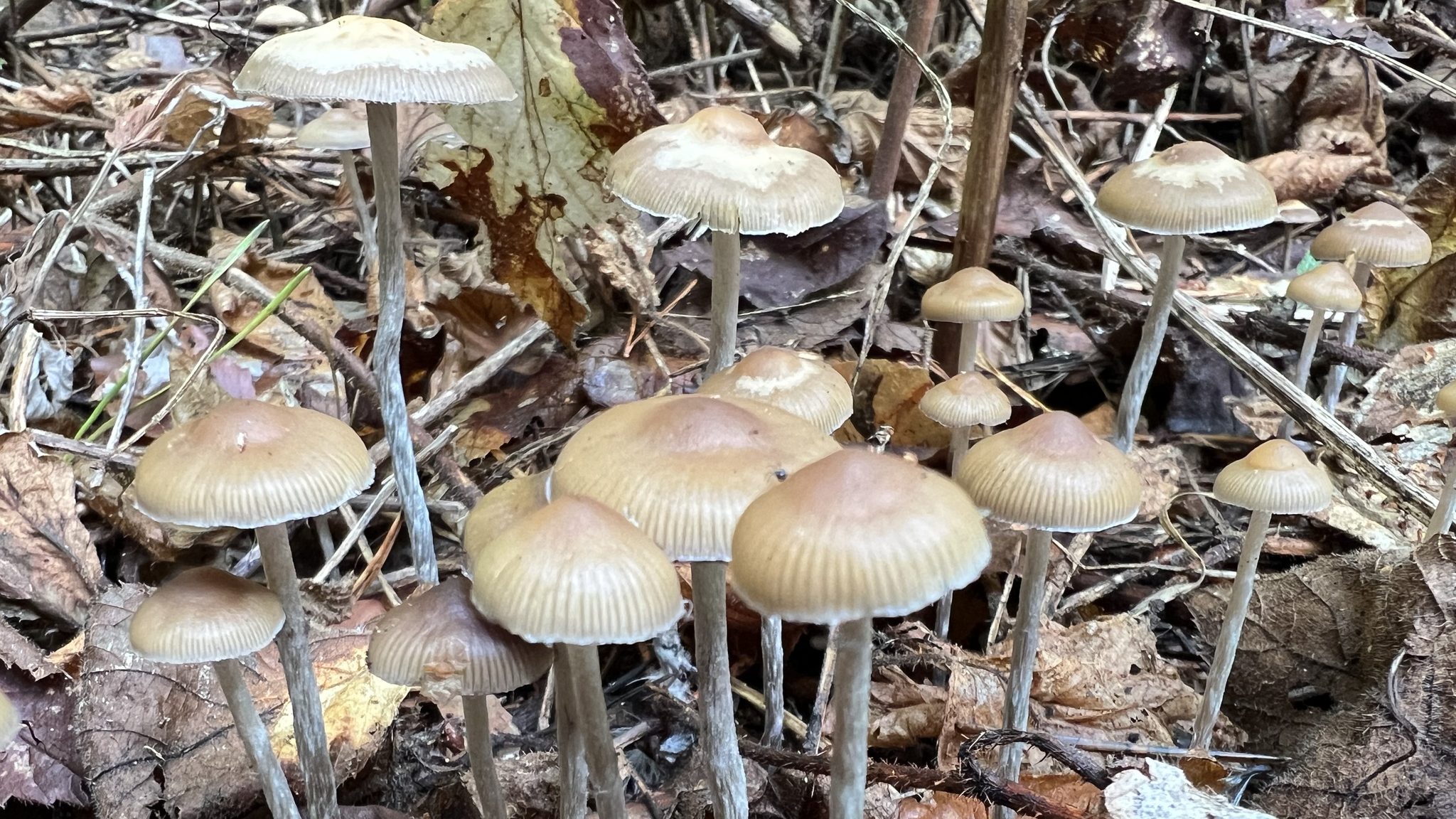 Lysohlávky (CC BY-NC Milan Kovačević)